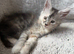 European Pure-breed Maine Coon Kittens. Delivery available!