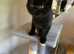 British blue pedigree cats