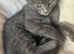 Lovely grey kitten