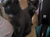 I have 1 black kitten male