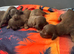 Longhair mini dachshund puppies