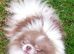 Lilac and white particoloured female pomeranian