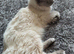 1 year old male ragdoll