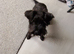 1 year old miniature schnauzer for sale