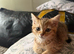 Golden British shorthair