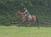 16hh Super sweet bay gelding competent novice