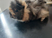 Female guinea pig