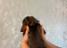Beautiful miniature dachshund