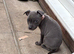 Ocean the staffy