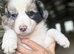 Delightful Border Collie puppies