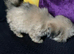 Adorable Fluffy Lhasa Apso Puppies For Sale