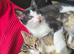 3 kittens