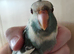 Baby Kakarikis looking for their forever homes. Ready now.