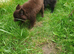 House trained chocolate Pomeranian girl and black boy ready to leave