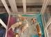 Puppies for sale ready to 4 weeks