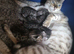 Bengal Cross Maine Coon Kittens Ready Now