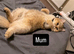 &pound;550 1 male left Golden Chinchilla Scottish  &ndash; Teddy Bear Faces in London