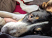 3 year old male Border Collie cross, Floki