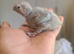 GC Conure Chicks Hand Reared