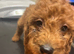 Ready to leave Red F1cavapoos
