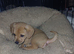 Last little boy chiweenie