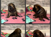 KC registered 6 outstanding adorable chow chow puppies