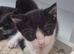 Kitens