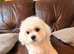 Beautiful Maltese female