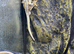 Young crested gecko