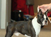 Stunning quality Boston terrier pups