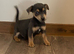 Jack Russell puppies now ready
