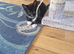 Female Mixed breed Kitten Ready now