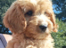 Cockapoo puppies for sale.