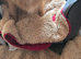 Pretty Pomeranians