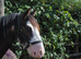 Benji, cob to make 13.2-14hh