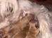 exquisite Asian Maltipoo Puppies