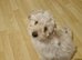 Beautiful bichon frise