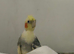 Baby cockatiel birds