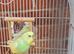 Bird and cage