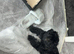 Shih zue pup