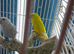 Indian Ringneck parrot