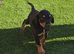 Cocker spaniel puppies ready now