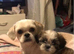 Stunning Shih Tzu male pup for sale