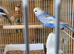 Rainbow baby budgie, boy.