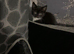 Female kitten