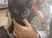 Sweet Sphinx Cross Domestic Short-hair looking for a home