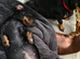 Miniature Dachshund Smooth Puppies