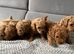 F1B Poochoon cross Toy poodle