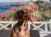 Miniature dachshund