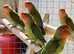 Love Birds